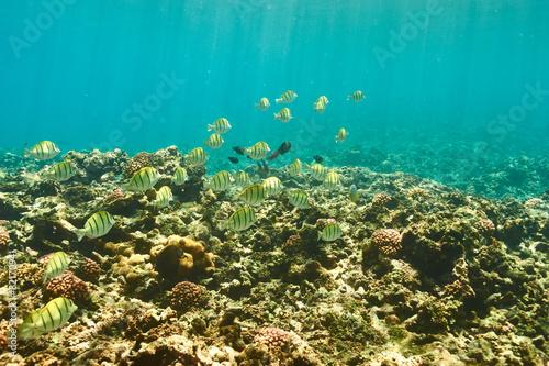 Fototapeta Naklejka Na Ścianę i Meble -  Coral reef and fish