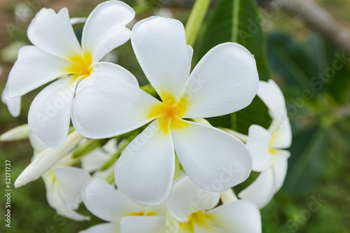 white lelawadee flower © butaiump