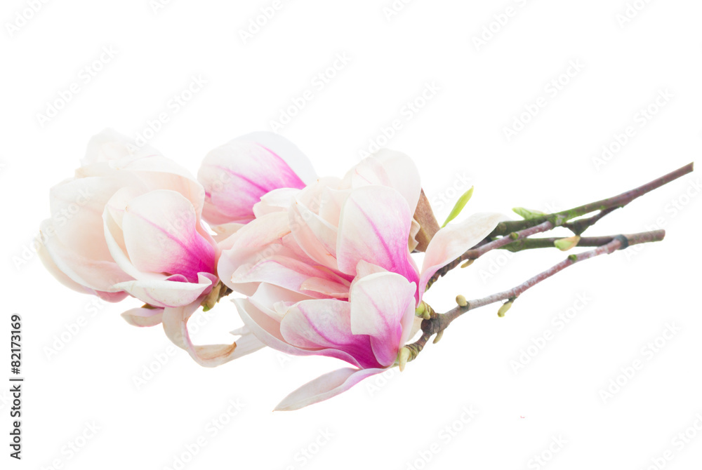 Blossoming pink  magnolia tree Flowers