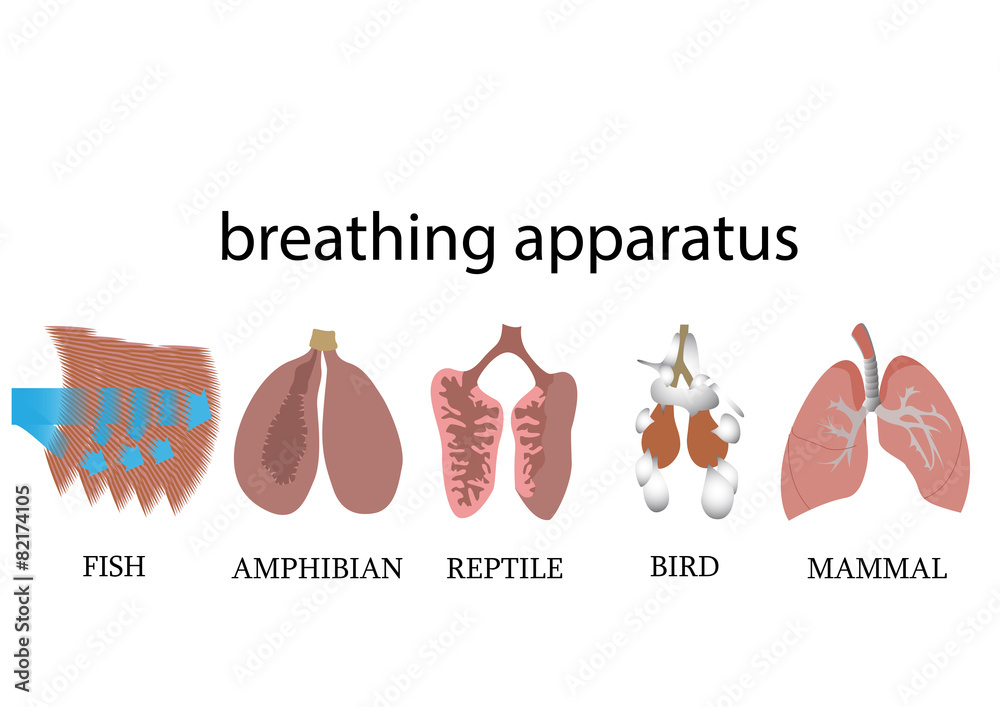 Comparison of breathing apparatus anatomy of vertebrates Stock Vector