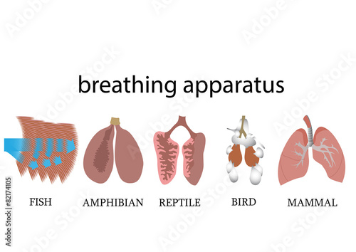 Comparison of breathing apparatus anatomy of vertebrates