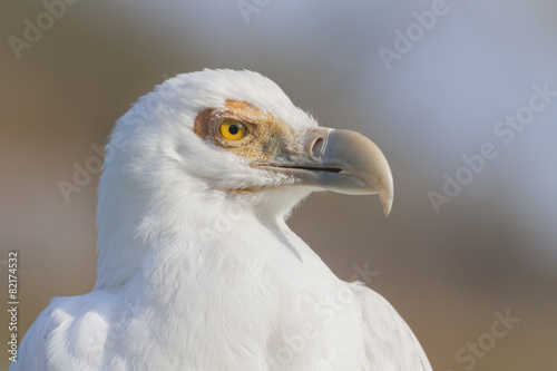 white vulture © erllre