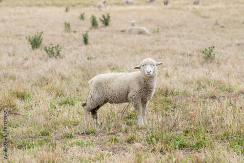 Sheep in a field