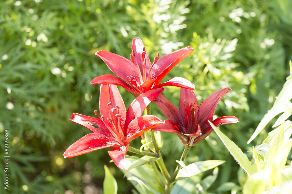 Fototapeta premium Lilien Blume