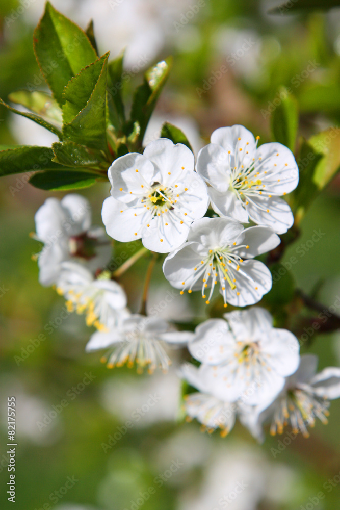 Der Frühling ist da