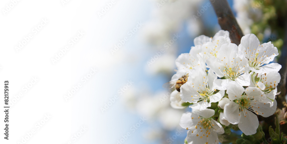 Fototapeta premium Der Frühling ist da