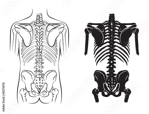 human bone anatomy