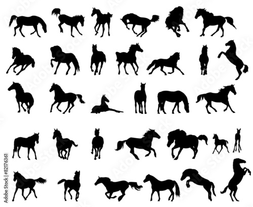 Horses
