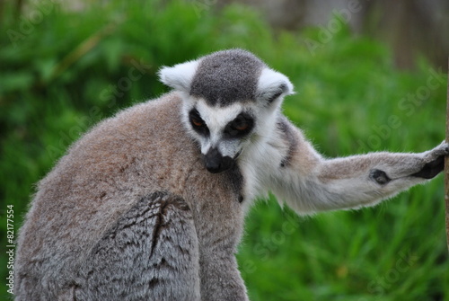eating lemur