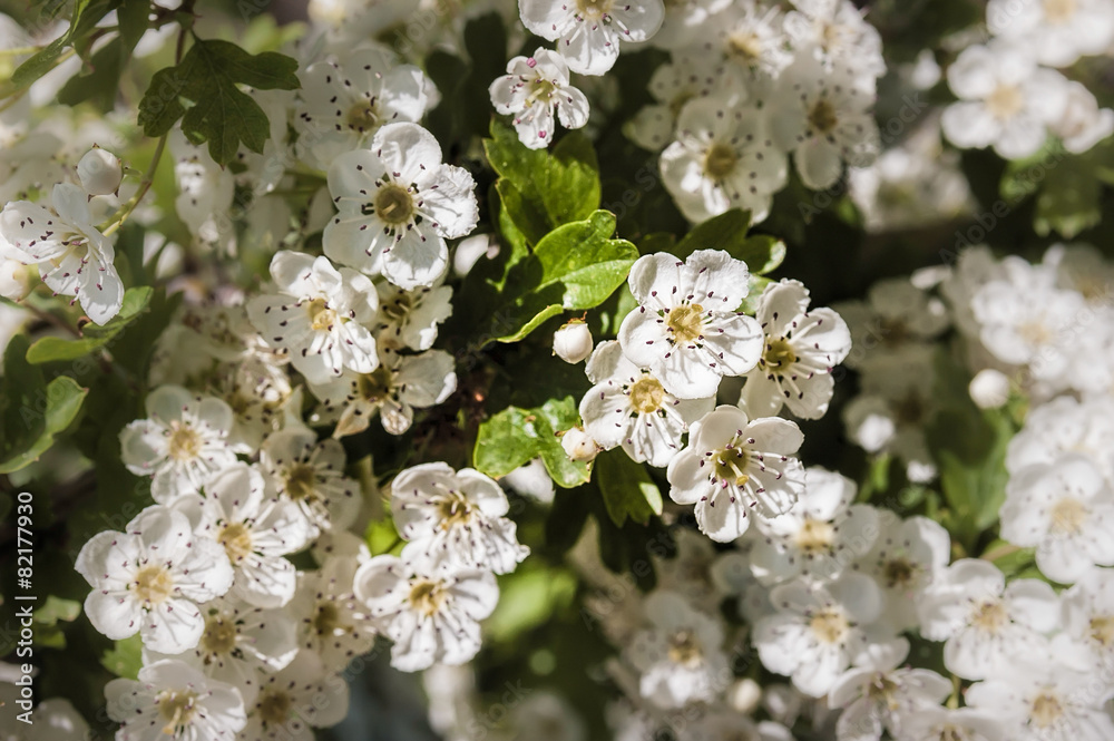 A branch of white Crataegus Monogyna flowers, also known as common hawthorn or single-seeded hawthorn under the warm italian sun A branch of white Crataegus Monogyna flowers, also known as common hawthorn or single-seeded hawthorn under the warm italian sun