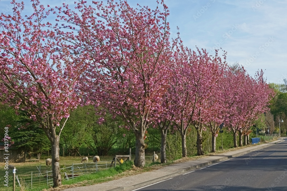 Kirschblüte in Vettelhoven