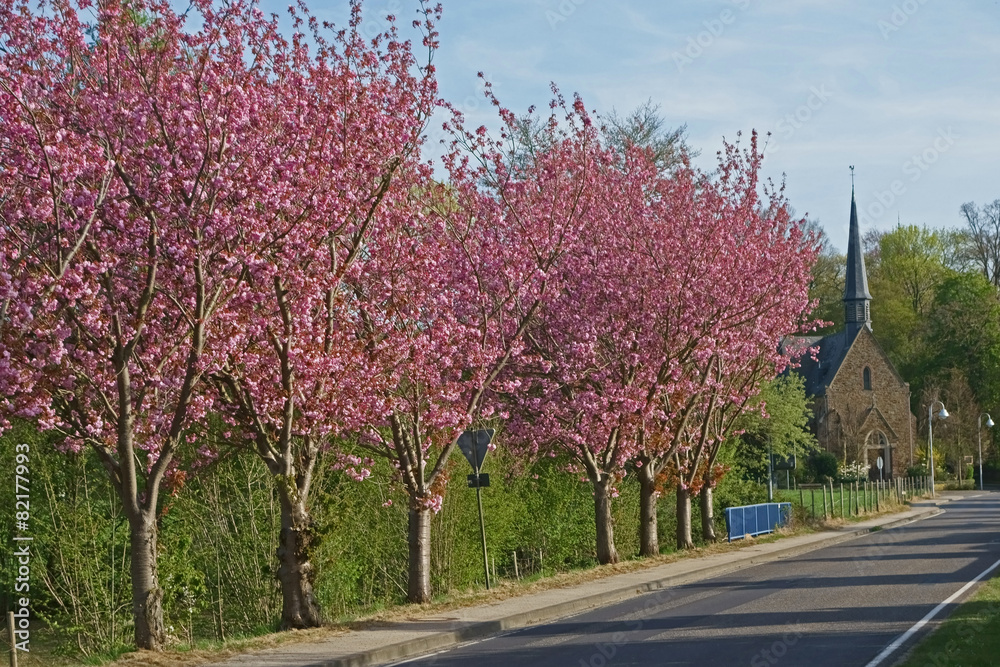 Naklejka premium Kirschblüte in Vettelhoven