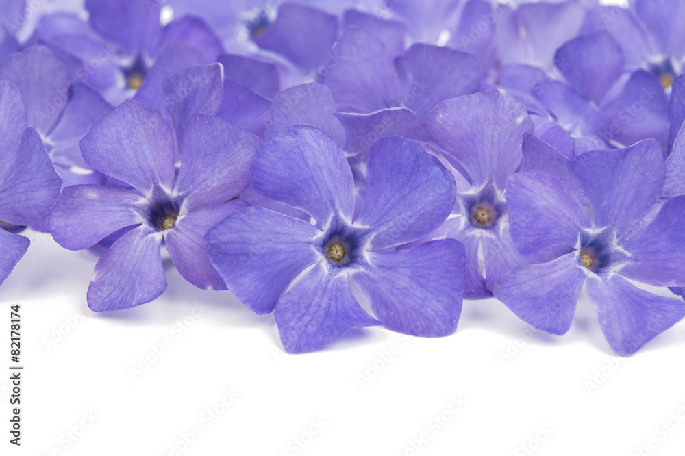 Obraz premium periwinkle flower