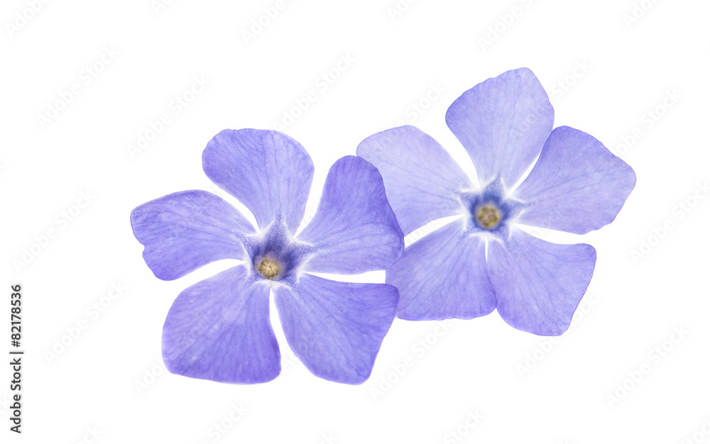 Obraz premium periwinkle flower