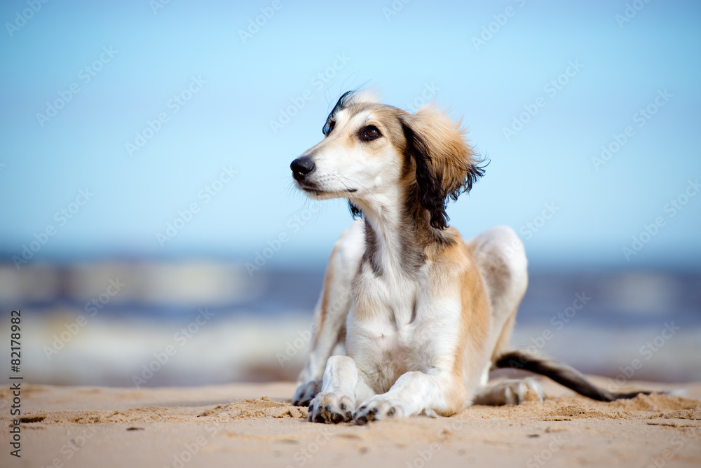 beautiful saluki puppy lying down on the beach