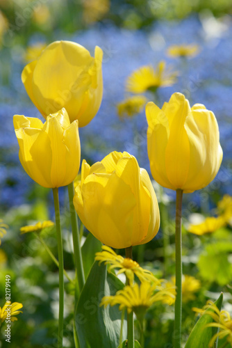 yellow Tulips  Tulip
