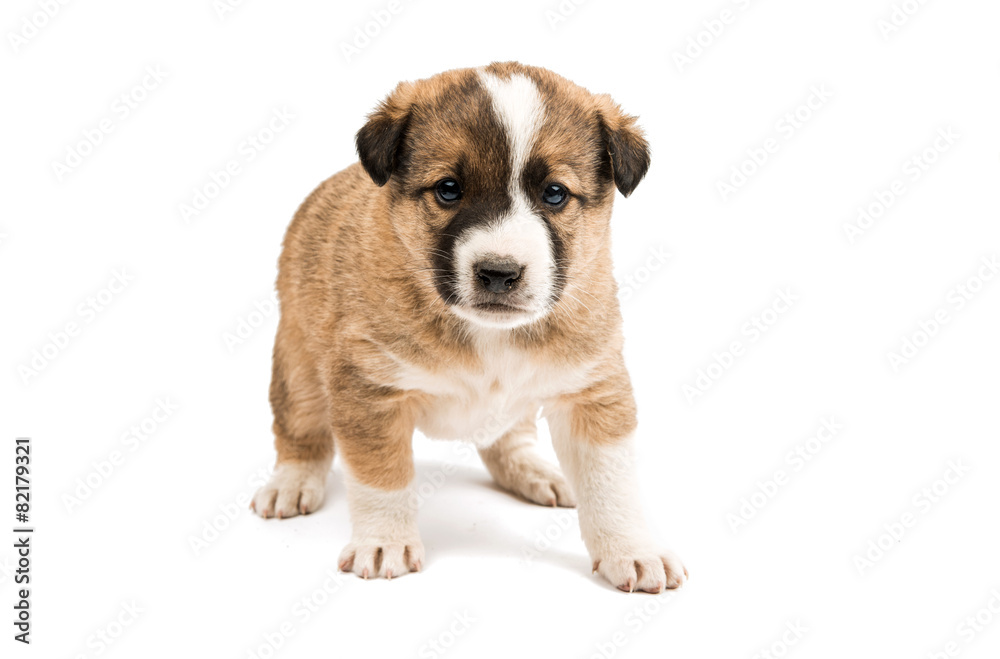puppy isolated puppy isolated