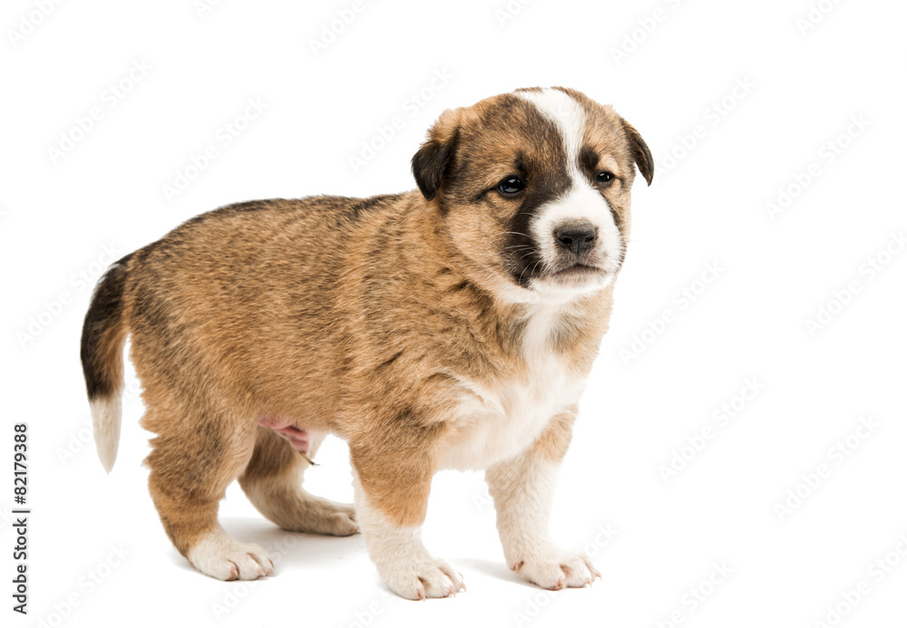Obraz premium puppy isolated