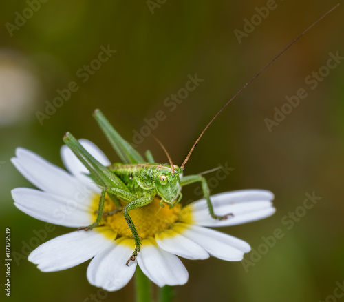 Grasshopper on daisy