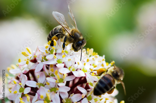 Bienen (Apiformes) © Teteline
