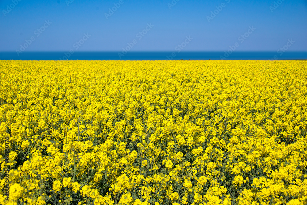 Obraz premium Field of colza rapeseed flowers, sea and blue sky