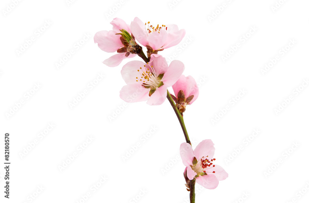 Naklejka premium Cherry blossom, sakura flowers