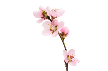 Crédence de cuisine Fleur de cerisier Fleurs sakura cerisier rose tendre  © ksena32