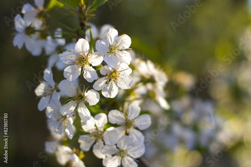 Blossoming sour cherry