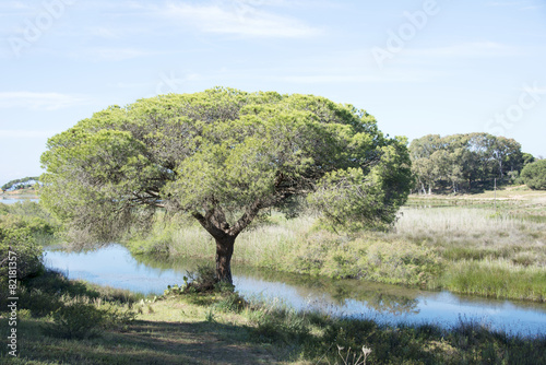 big pine tree