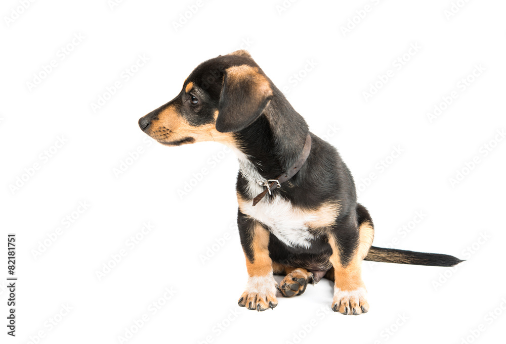 Dachshund puppy