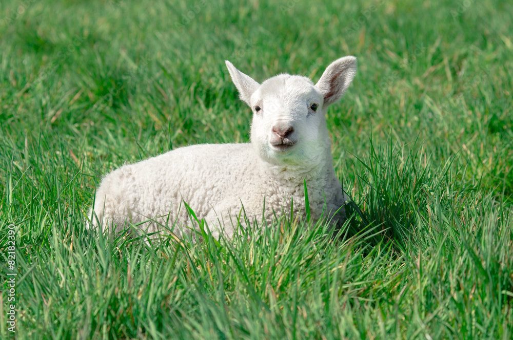 Osterzeit, niedliches, weißes Lamm genießt im Gras die Sonne Osterzeit, niedliches, weißes Lamm genießt im Gras die Sonne
