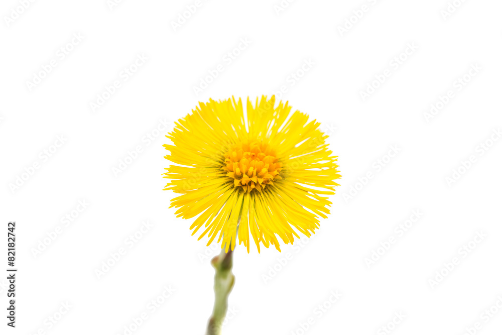 Naklejka premium mother stepmother flower