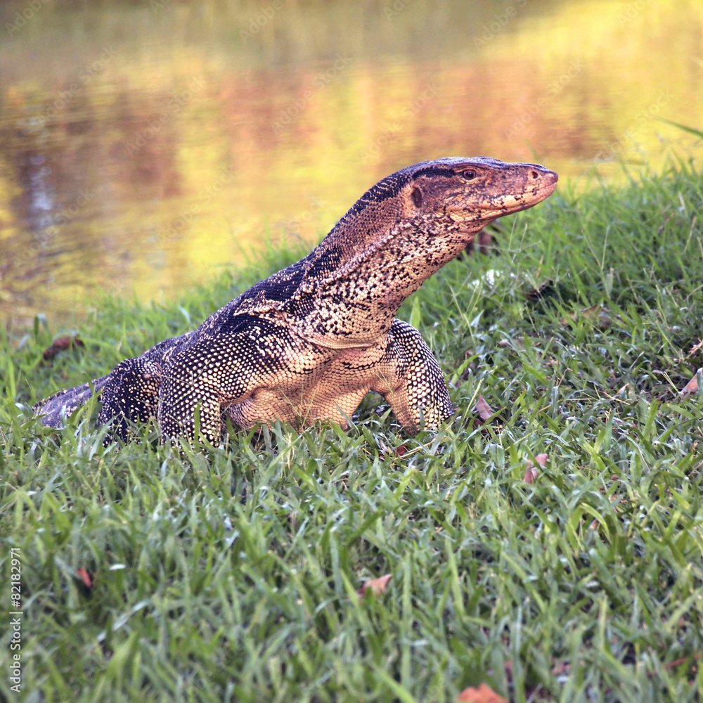 Obraz premium The Water monitor, (Varanus salvator) the large species of monit