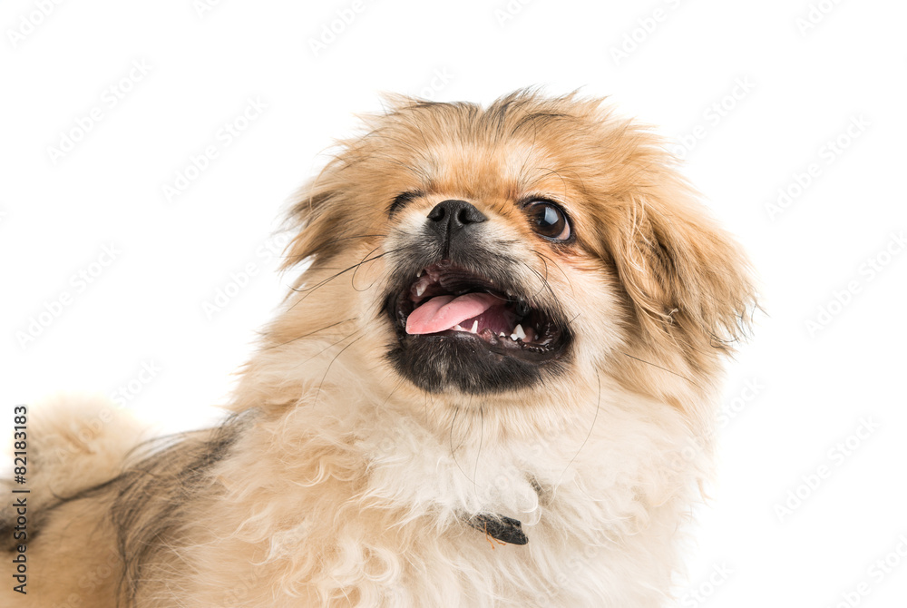 Pekingese portrait