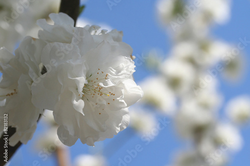 ハナモモ - White flower of Hana peach