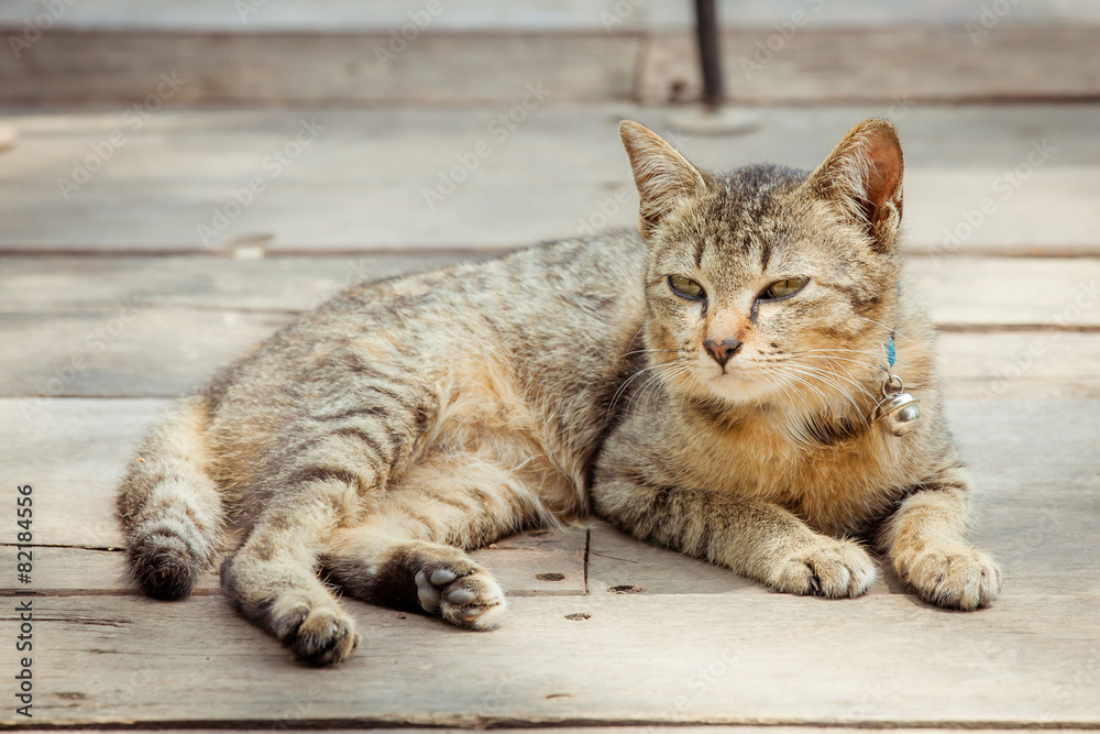 Portrait of brown eyed cat on old wooden