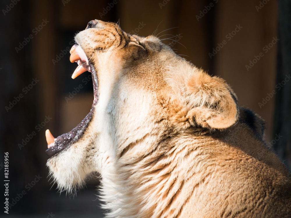 Naklejka premium Lioness yawning