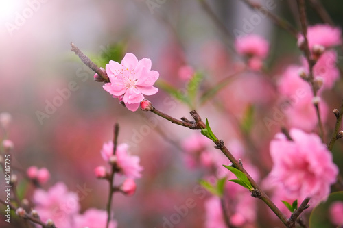 Peach flowers, spring cherry blossom