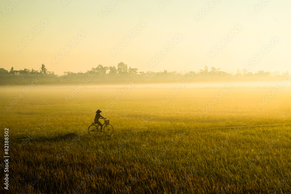 Rice field in the early morning fog, Hanoi, Vietnam Rice field in the early morning fog, Hanoi, Vietnam