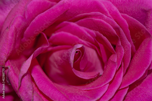 pink rose texture