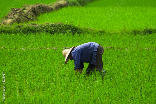 Vietnamese farmer working on rice field