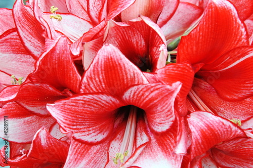 Amaryllis 