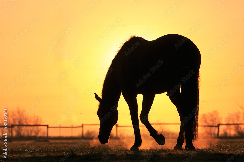 Fototapeta premium Mustang morgens