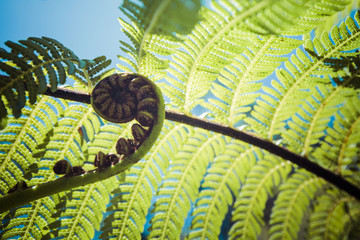 Crédence de cuisine Nouvelle-Zélande Fougère koru de Nouvelle-Zélande  © Curioso.Photography