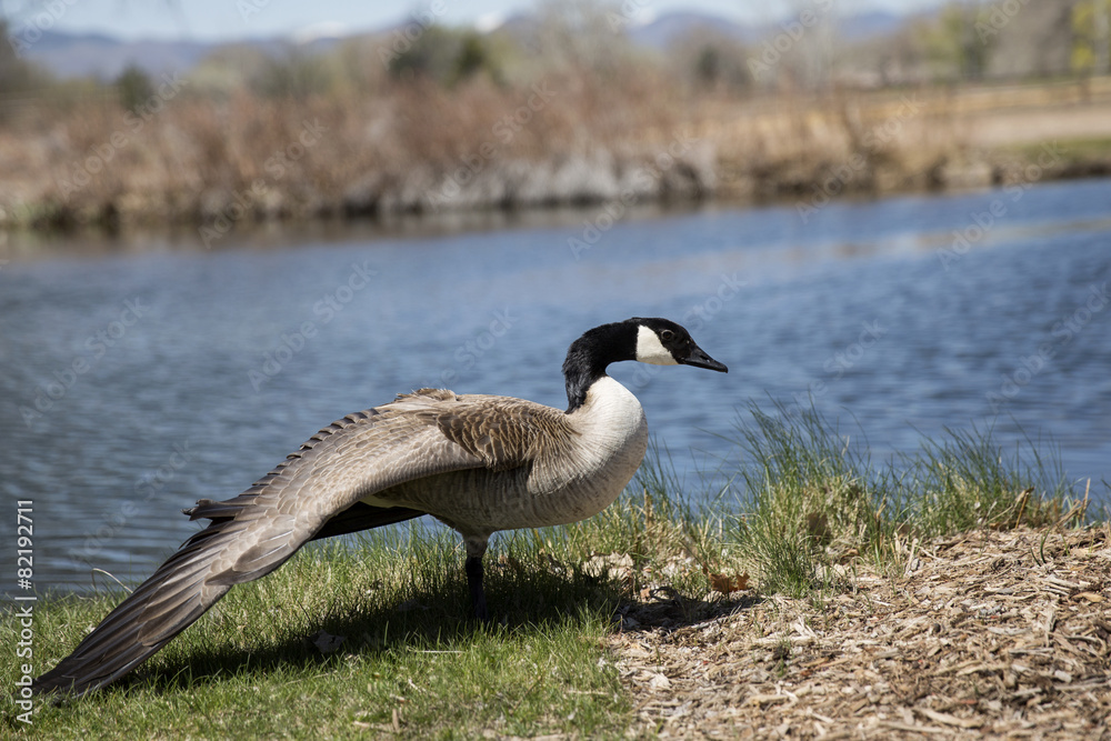 Fototapeta premium Canada goose stretching