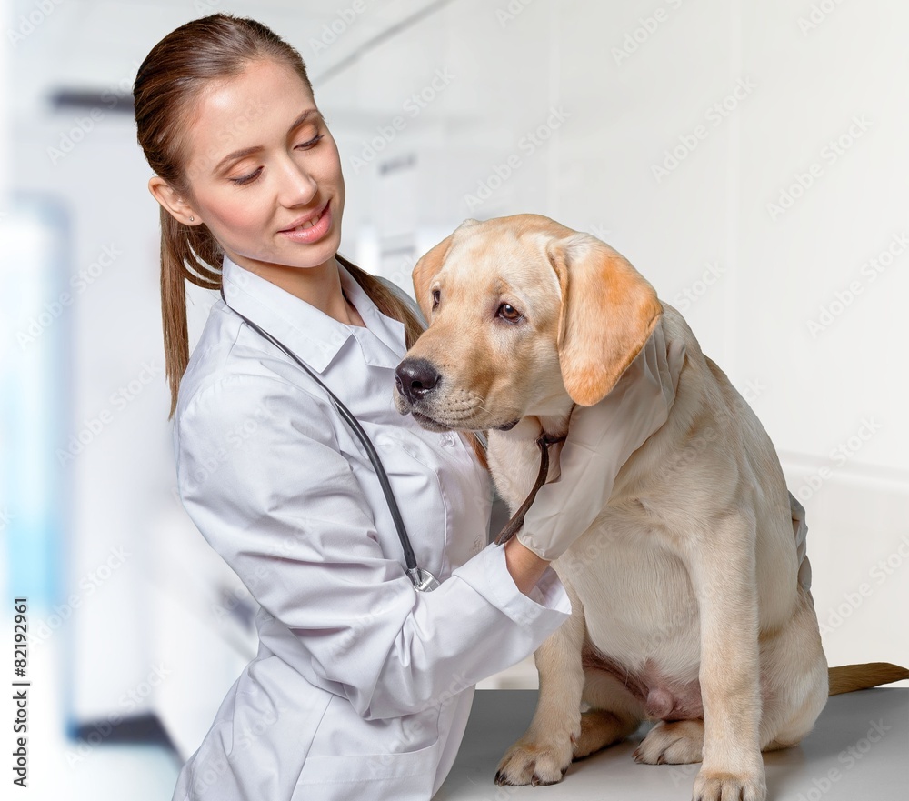 Veterinarian. Young veterinarian examining cute golden retriever