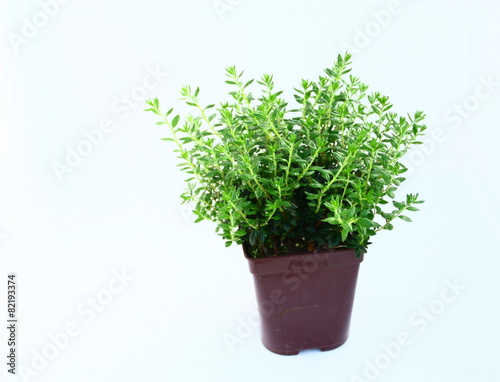 plante en pot bruy  re isol   fond blanc