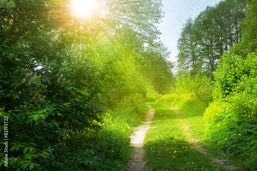 Road with dandelions in the fores