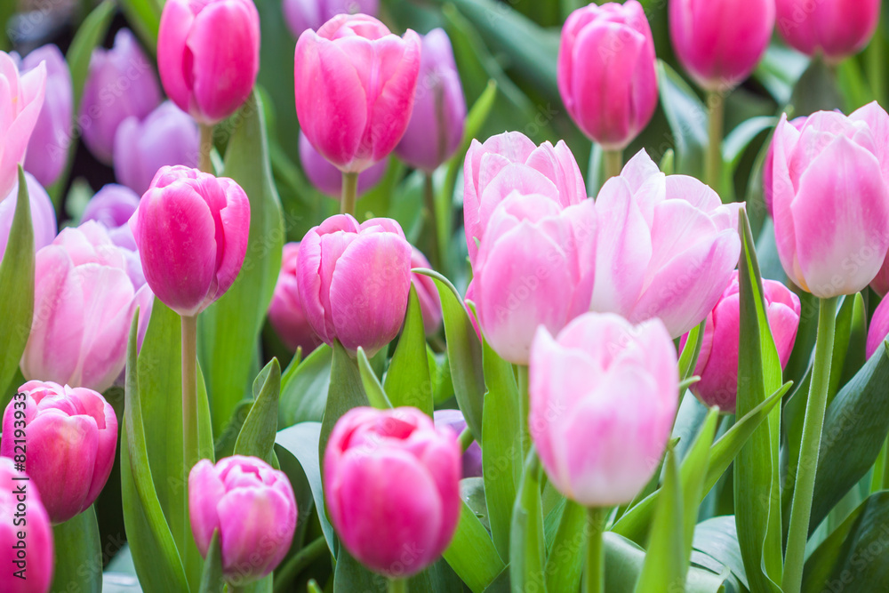 Fototapeta premium Fresh colorful tulip