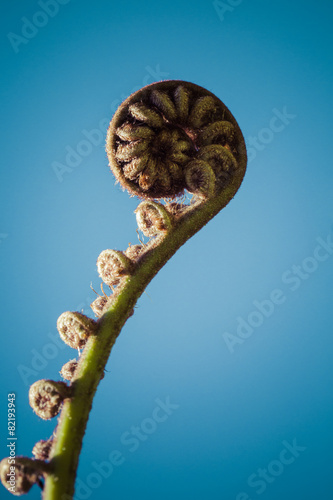 Unravelling fern frond closeup, one of New Zealand symbols. photo